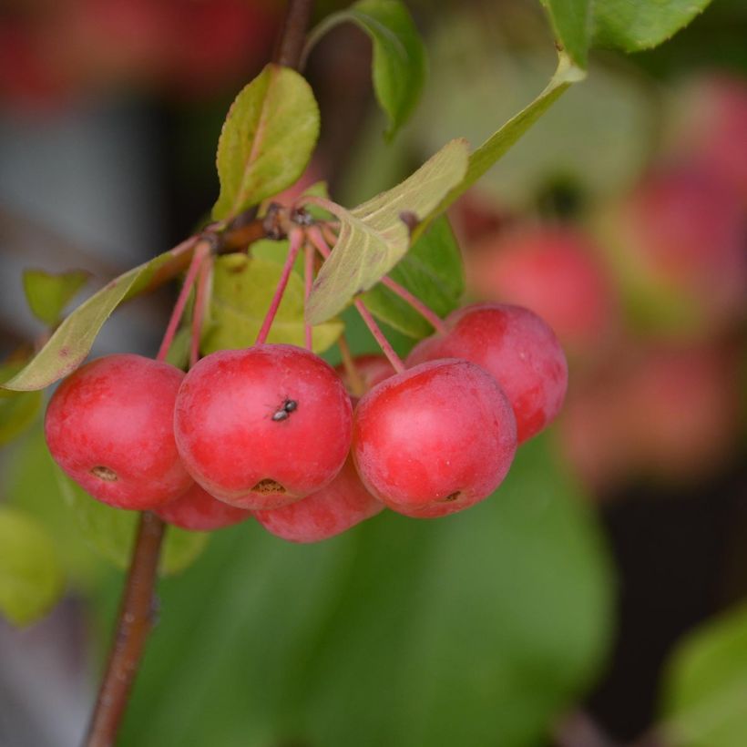Ejemplo de ejemplar de Pommier d'ornement - Malus Red Sentinel  Pot de 6L/7L tal y como se entrega