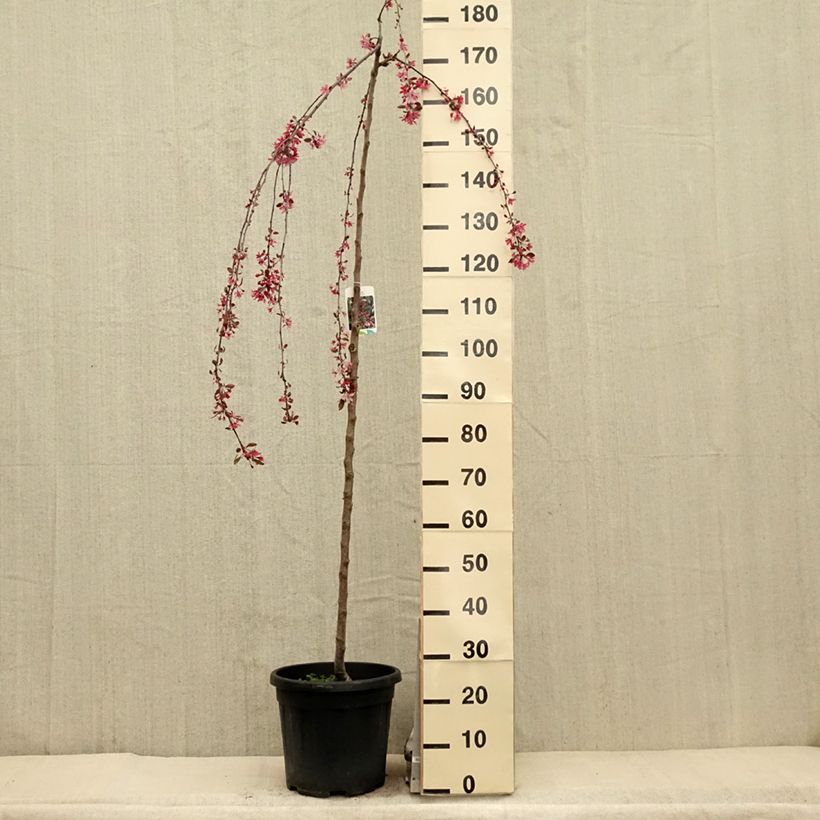 Manzano de flor Royal Beauty Maceta 7,5L/10L, Tallo Ejemplar entregado en la primavera