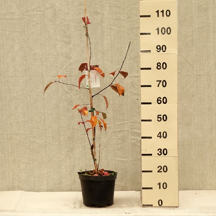 Ejemplar de Manzano de flor Royalty Maceta 4L/5L entregado en otoño