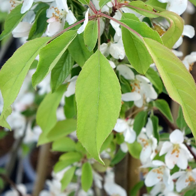 Manzano de flor Sugar Tyme (Follaje)