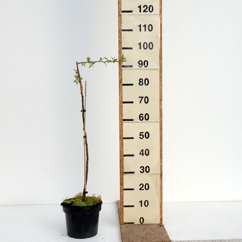 Malus sachalinensis Pendula - Manzano de flor Maceta 4L/5L, Tallo Ejemplar entregado en la primavera