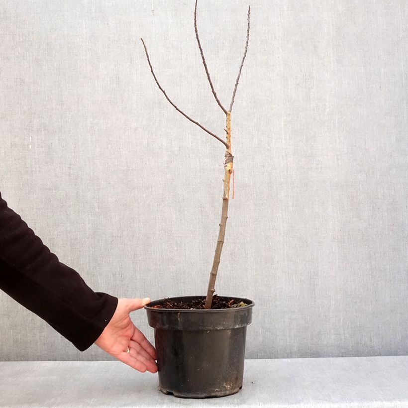 Manzano de flor Pom'Zai Maceta 4L/5L Ejemplar entregado en invierno