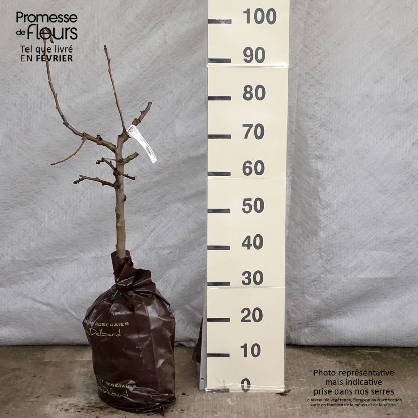 Manzano Delbard Jubilé Cepellón "listo para plantar", Copa Ejemplar entregado en invierno