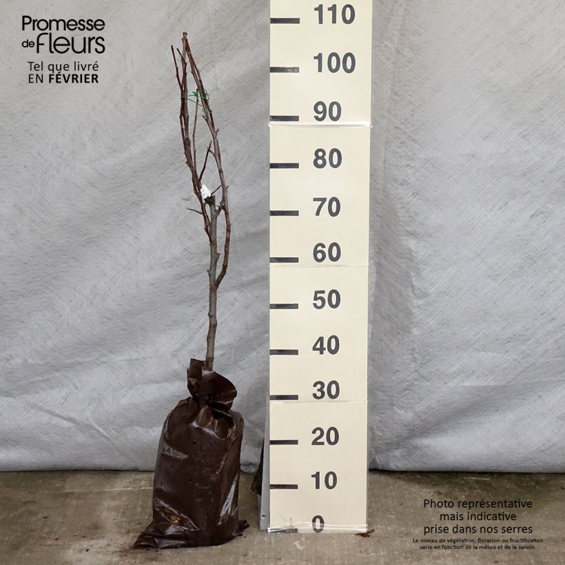 Manzano Delbarestivale Cepellón "listo para plantar", Copa Ejemplar entregado en invierno