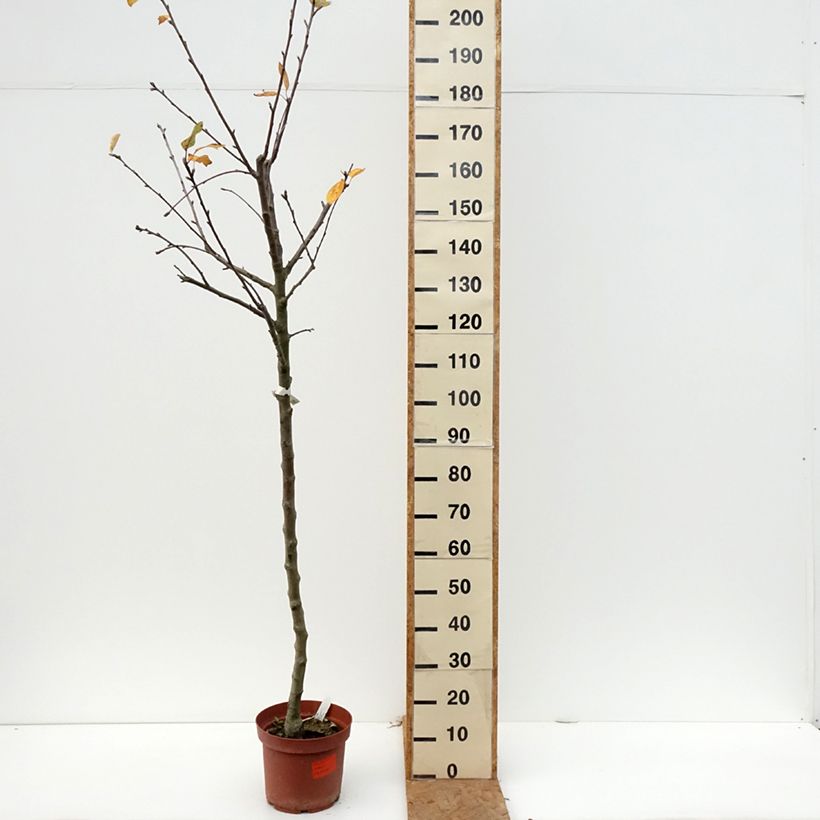 Ejemplar de Manzano Double Belle Fleur Maceta 7,5L/10L, Medio tallo entregado en otoño