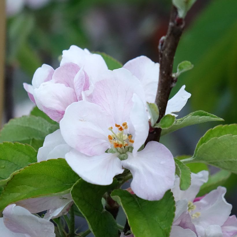 Manzano Elstar (Floración)