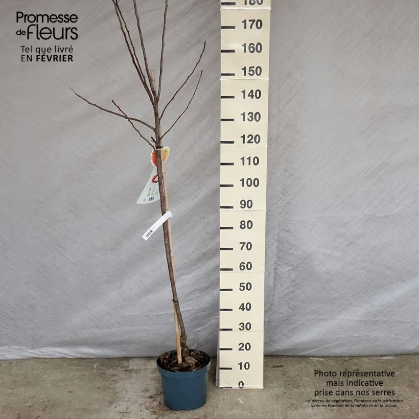 Manzano Gala Maceta 7,5L/10L, Medio tallo Ejemplar entregado en invierno