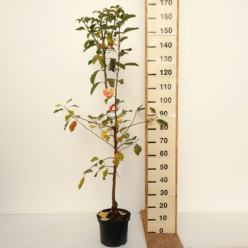Ejemplar de Manzano Gala Maceta 7,5L/10L, Copa entregado en otoño
