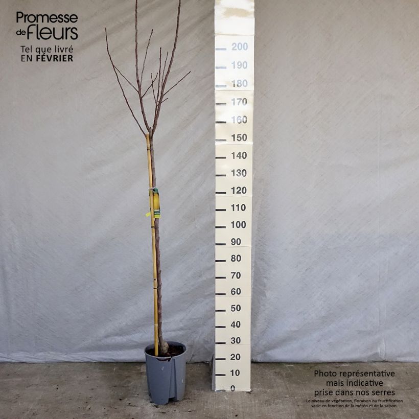 Manzano Golden Delicious Maceta 7,5L/10L, Medio tallo Ejemplar entregado en invierno