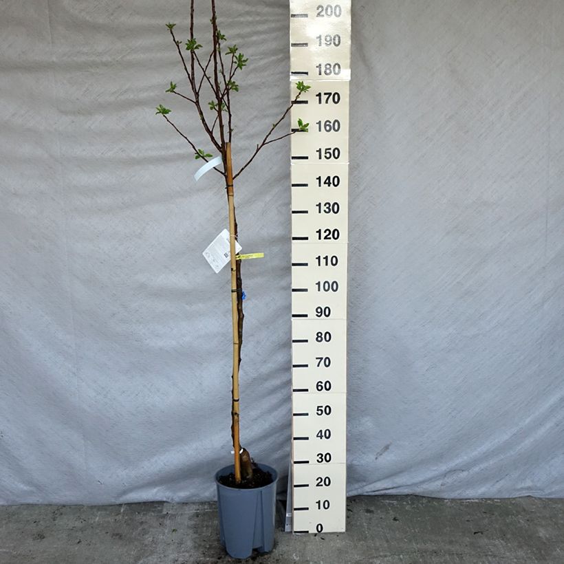 Manzano Golden Delicious Maceta 7,5L/10L, Medio tallo Ejemplar entregado en la primavera