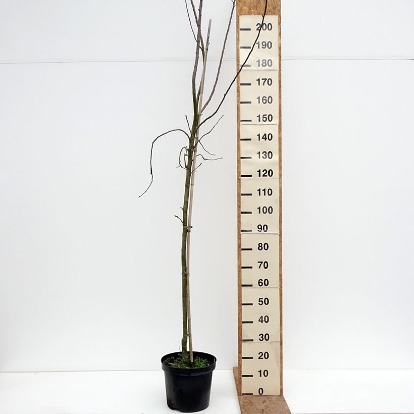 Manzano Golden Noble Maceta 7,5L/10L, Copa Ejemplar entregado en invierno