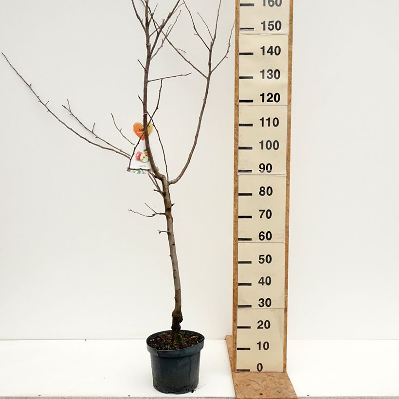 Ejemplar de Manzano Gravenstein Maceta 7,5L/10L, Copa entregado en otoño