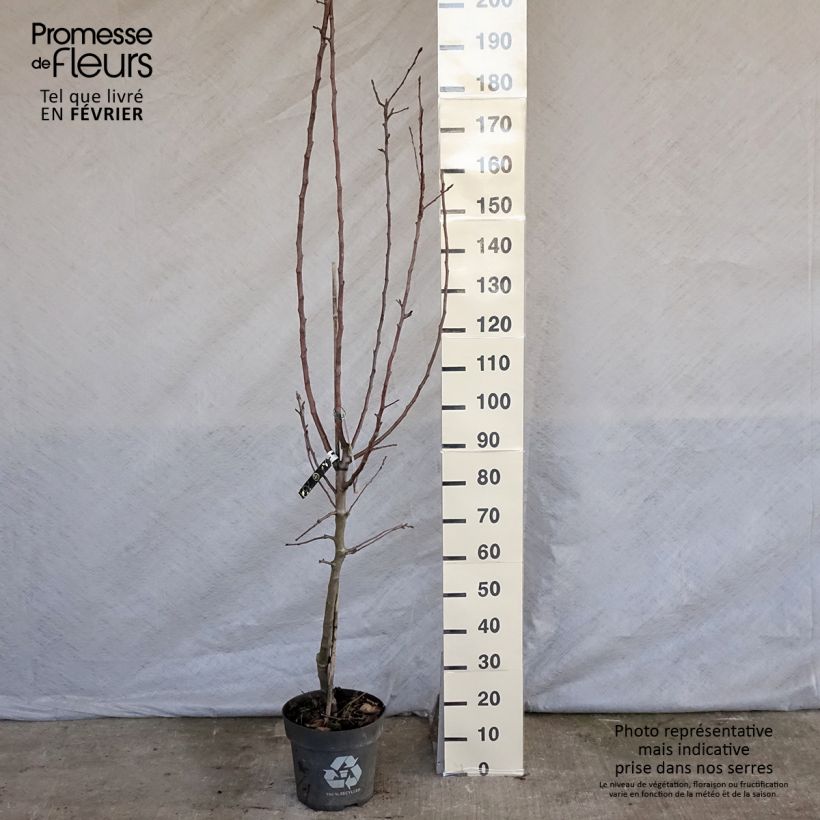 Manzano James Grieve Maceta 7,5L/10L, Copa Ejemplar entregado en invierno