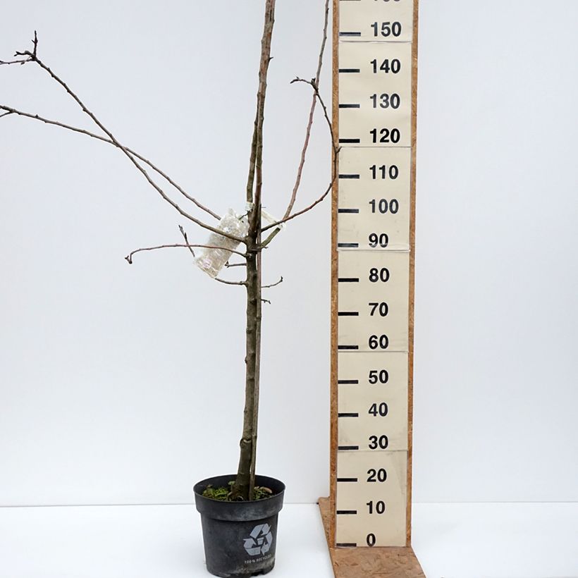 Ejemplar de Manzano James Grieve Maceta 7,5L/10L, Copa entregado en otoño