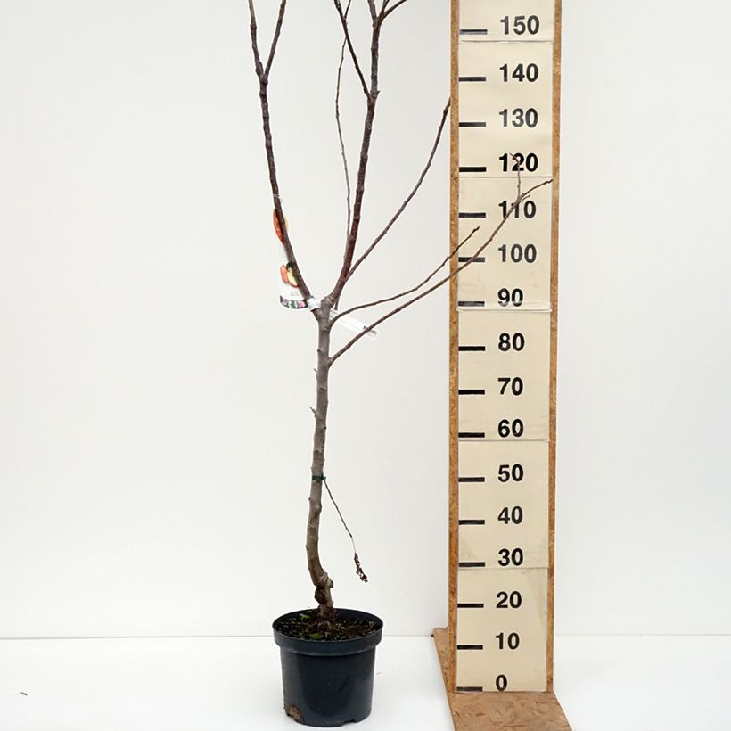Ejemplar de Manzano Jonagold Maceta 7,5L/10L, Copa entregado en otoño