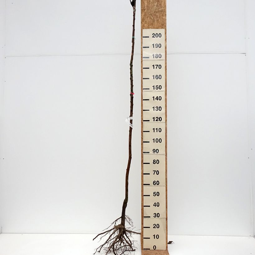 Manzano Jonathan Raíces desnudas, Tallo alto Ejemplar entregado en invierno