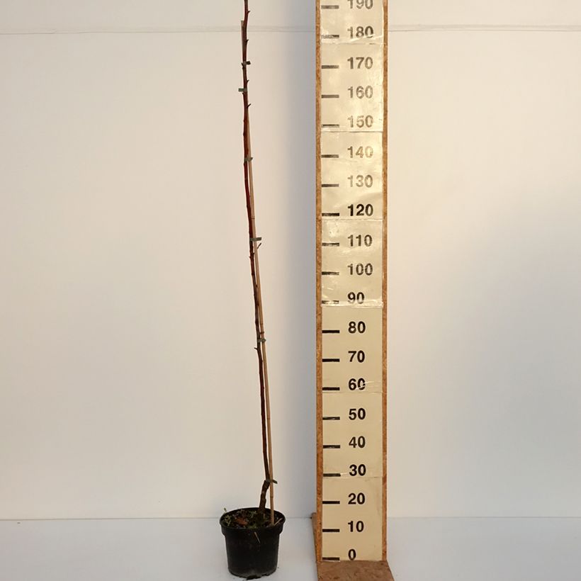 Ejemplar de Manzano Kantówka Gdańska Maceta 4L/5L, Vástago entregado en otoño