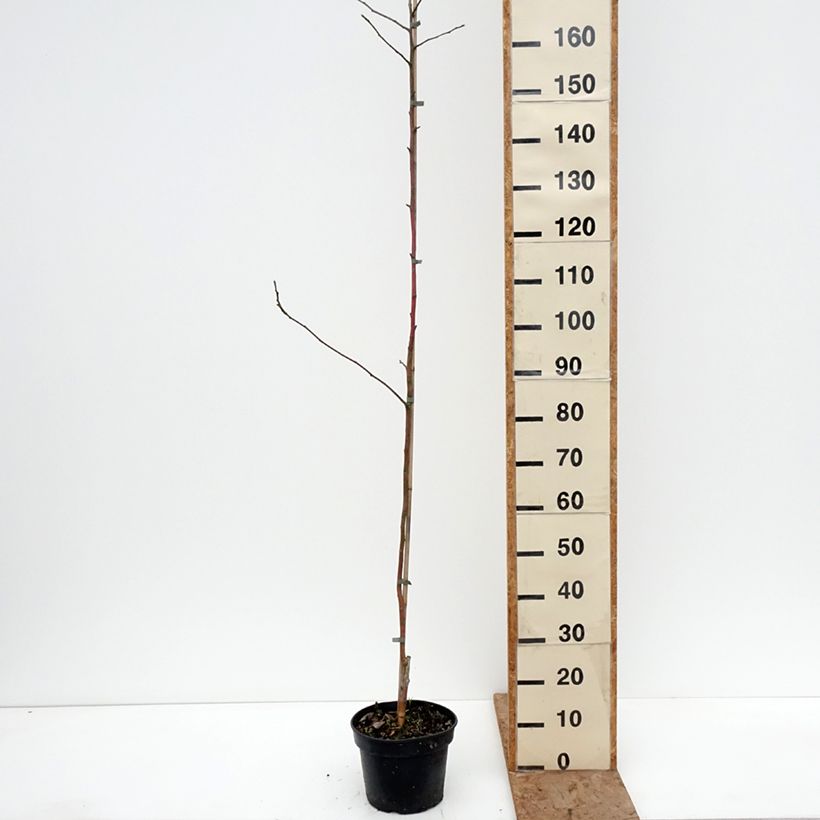 Manzano Kantówka Gdańska Maceta 4L/5L, Vástago Ejemplar entregado en invierno