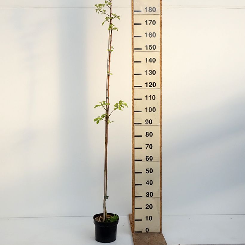Manzano Kantówka Gdańska Maceta 4L/5L, Vástago Ejemplar entregado en la primavera