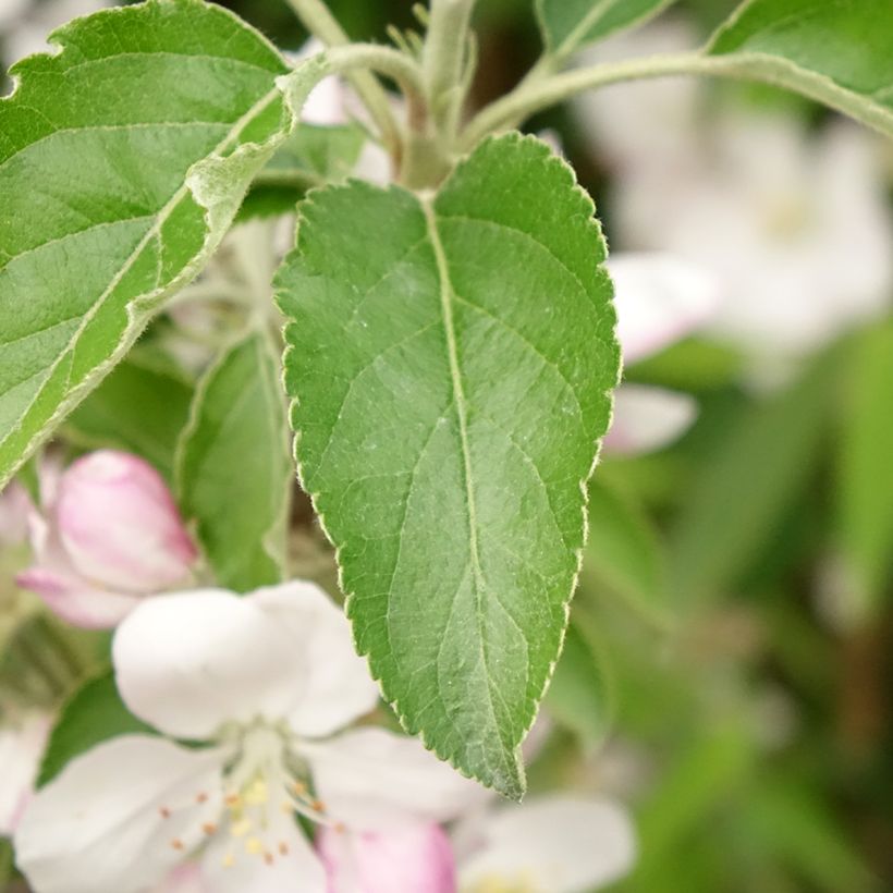 Manzano de flor Karneval - Malus domestica (Follaje)