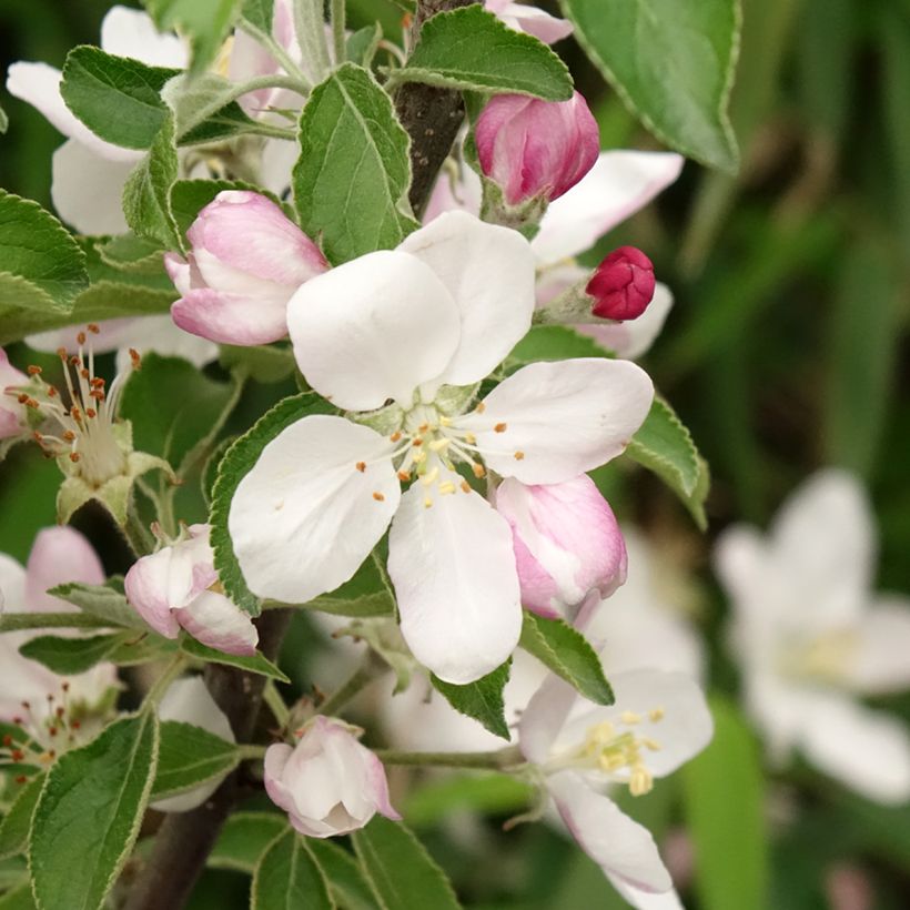 Manzano de flor Karneval - Malus domestica (Floración)