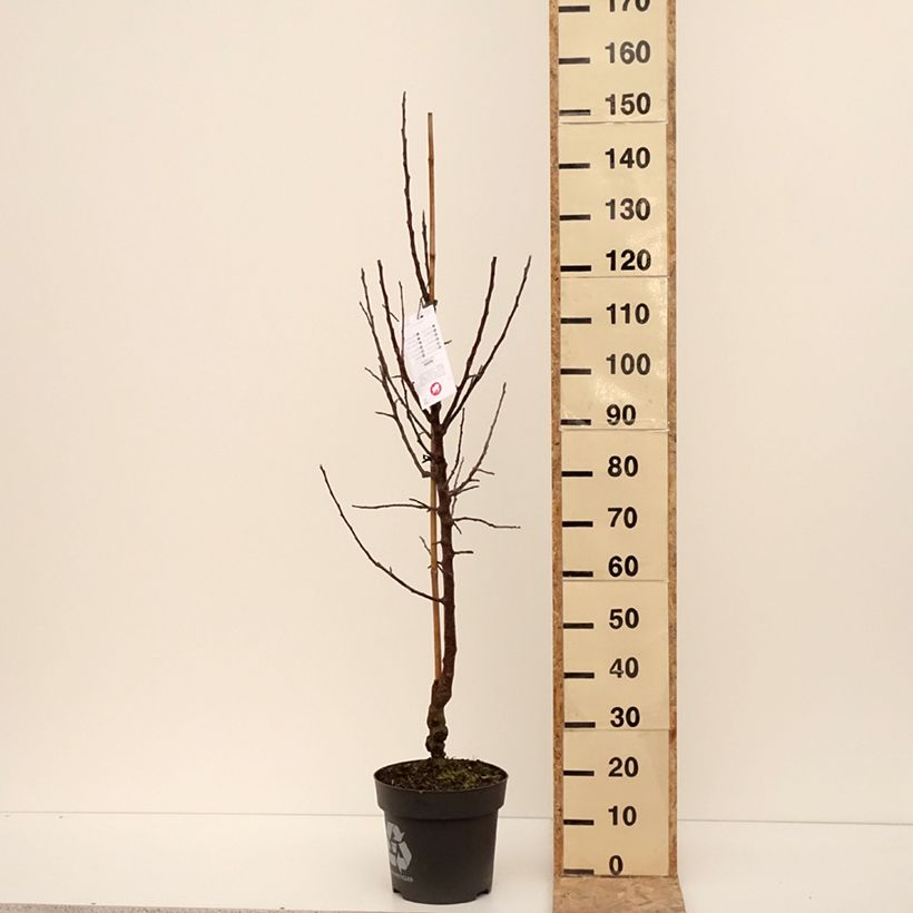 Manzano de flor Karneval - Malus domestica Maceta 7,5L/10L, Copa Ejemplar entregado en invierno