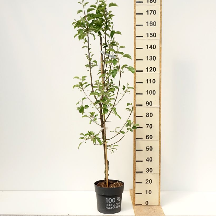 Manzano de flor Karneval - Malus domestica Maceta 7,5L/10L, Copa Ejemplar entregado en la primavera