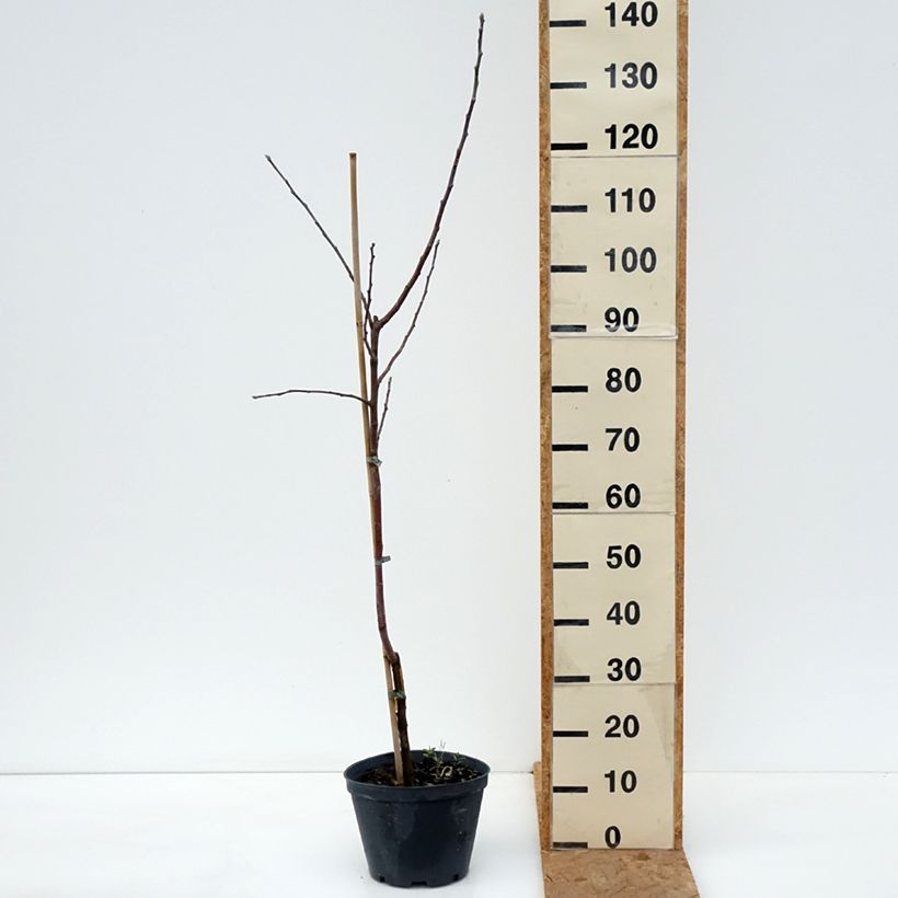 Ejemplar de Manzano Kosztela Maceta 4L/5L, Vástago entregado en otoño