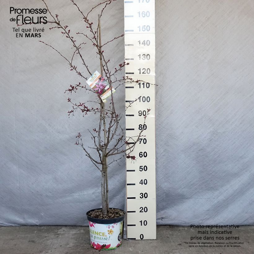 Manzano de flor Diable Rouge Maceta 7,5L/10L Ejemplar entregado en la primavera