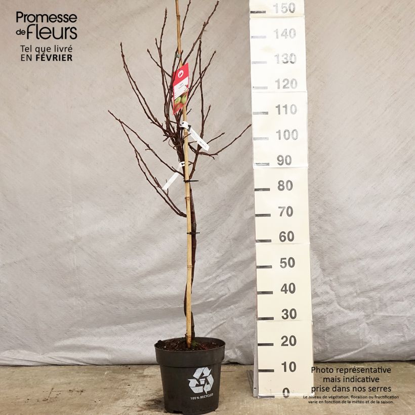 Manzano Braeburn Maceta 7,5L/10L, Copa Ejemplar entregado en invierno