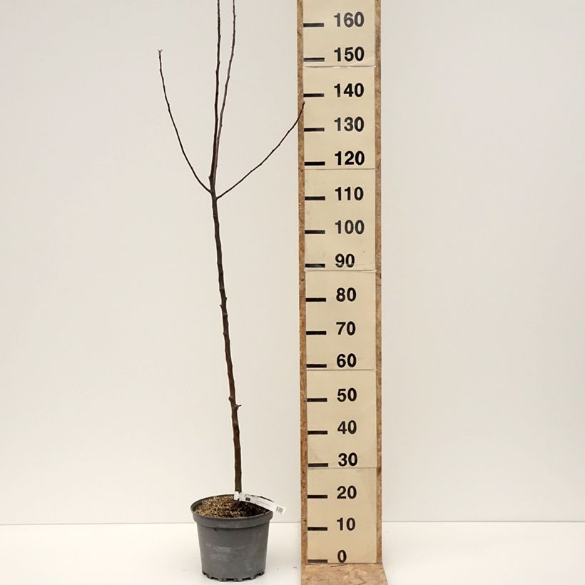 Manzano Braeburn Maceta 7,5L/10L, Vástago Ejemplar entregado en invierno