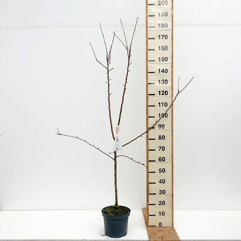 Ejemplar de Manzano Braeburn Maceta 7,5L/10L, Copa entregado en otoño