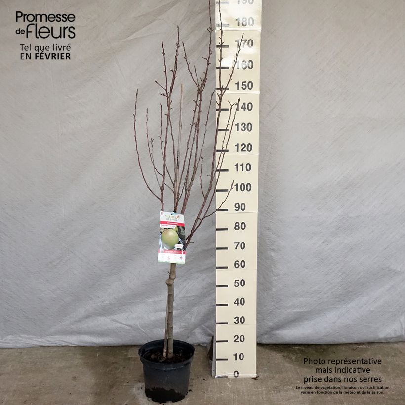 Manzano Museau de Lièvre Maceta 7,5L/10L, Copa Ejemplar entregado en invierno