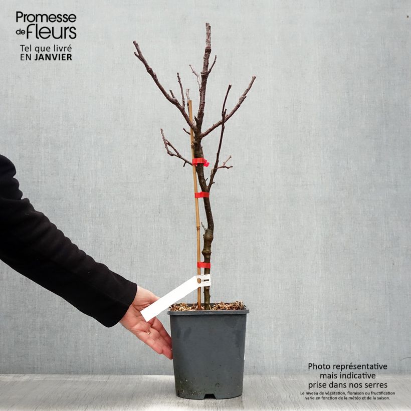 Manzano enano Fruit Me Apple Me Yellow Golden Maceta 4L/5L, Enano Ejemplar entregado en invierno