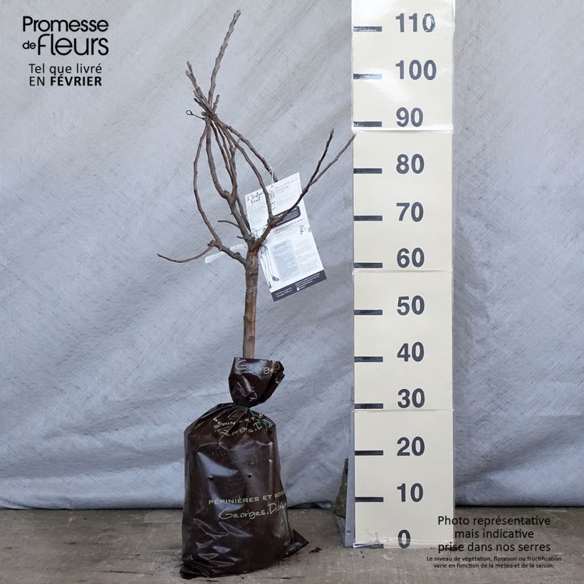 Manzano enano Croquella Cepellón "listo para plantar", 1/4 tallo Ejemplar entregado en invierno