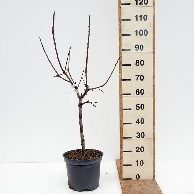 Manzano enano Croquella Maceta 7,5L/10L, 1/4 tallo Ejemplar entregado en invierno