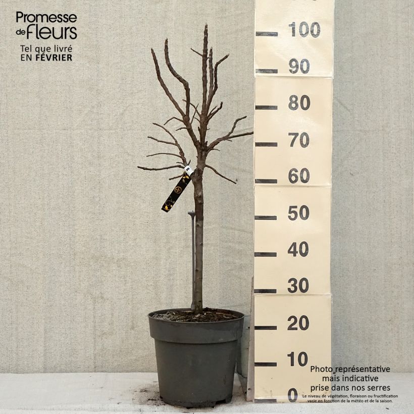 Manzano enano Delicado Maceta 7,5L/10L Ejemplar entregado en invierno