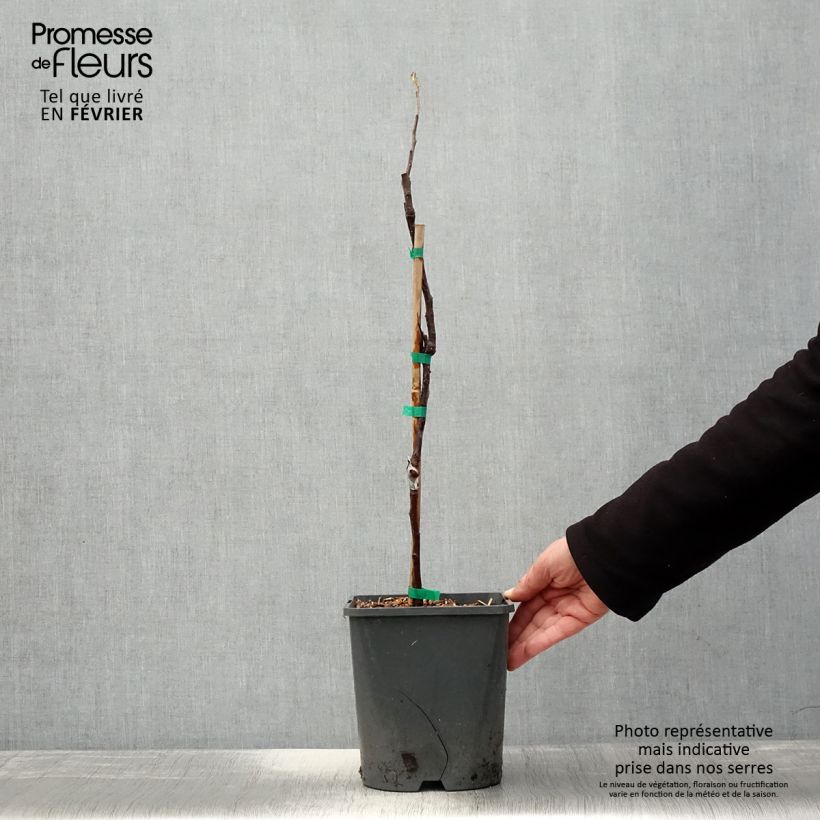 Manzano enano Fruit Me Apple Me Red Gala Maceta 4L/5L, Enano Ejemplar entregado en invierno