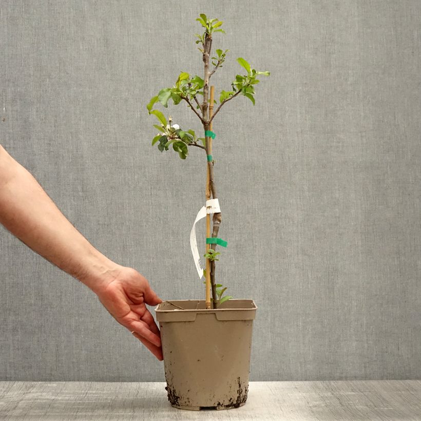 Manzano enano Fruit Me Apple Me Red Gala Maceta 4L/5L, Enano Ejemplar entregado en la primavera