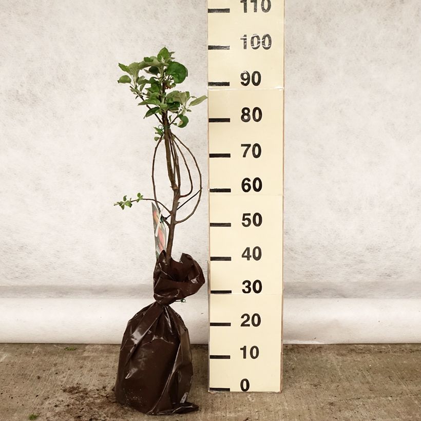 Manzano Rambour d'Hiver Cepellón "listo para plantar", Copa Ejemplar entregado en la primavera