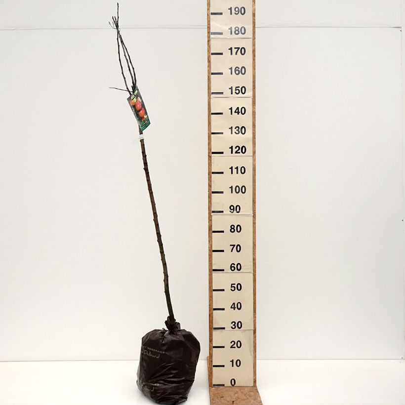 Ejemplar de Manzano Rambour d'Hiver Cepellón "listo para plantar", Medio tallo entregado en otoño