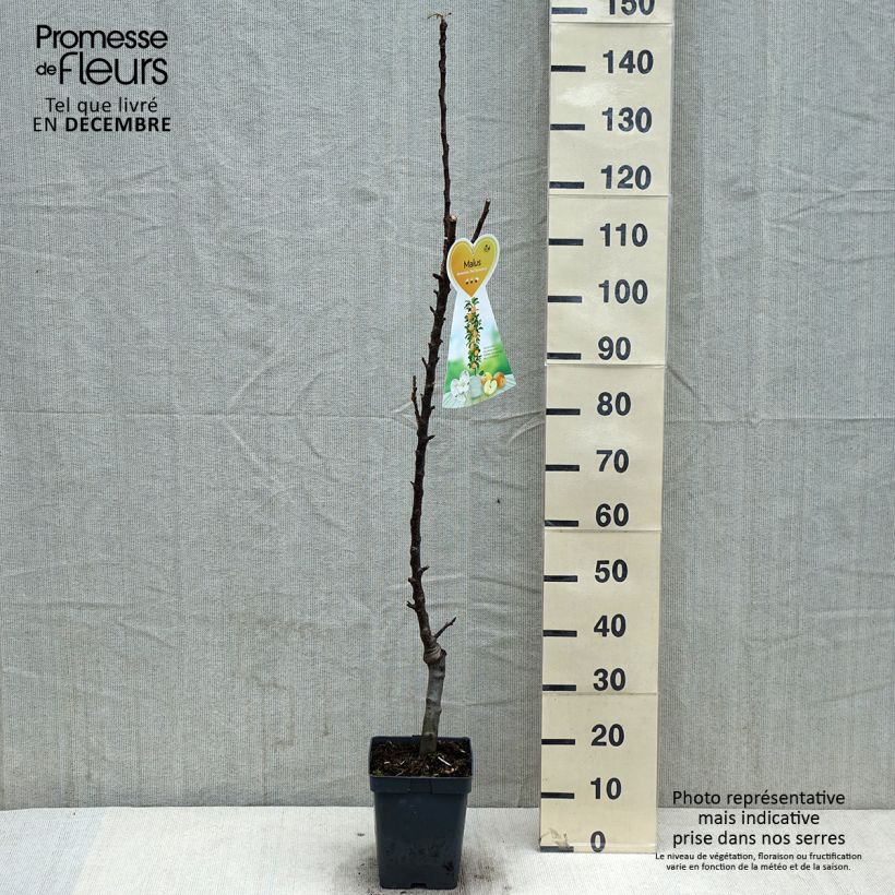 Ejemplar de Manzano columnar Red Sensation Maceta 4L/5L, Columnar entregado en otoño