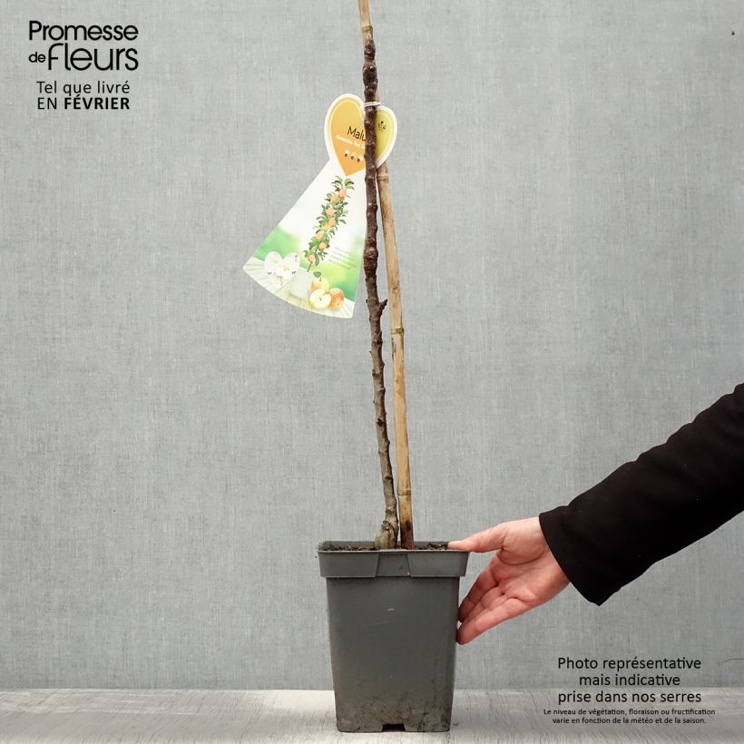 Manzano columnar Red Sensation Maceta 4L/5L, Columnar Ejemplar entregado en invierno