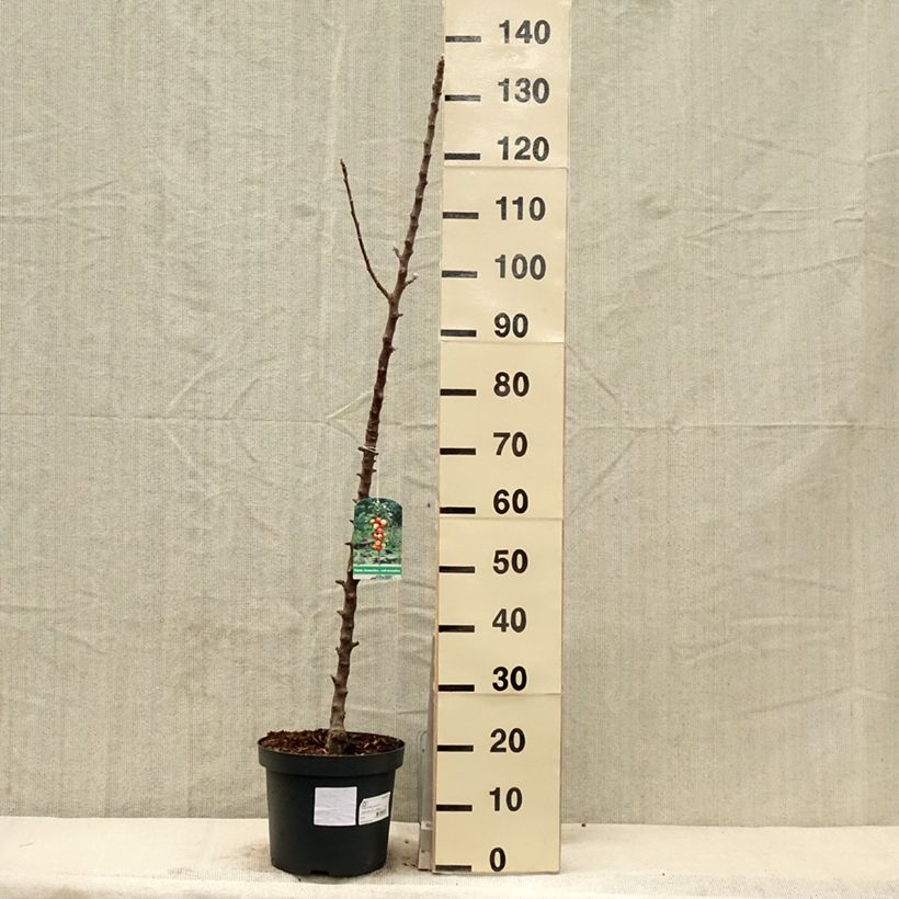 Manzano columnar Red Sensation Maceta 4L/5L, Columnar Ejemplar entregado en la primavera