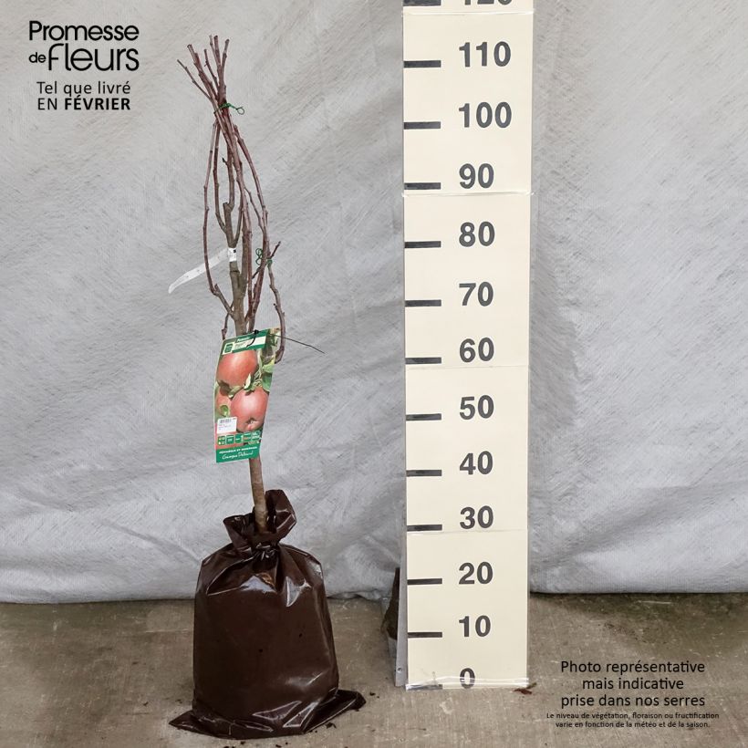 Manzano Regali Cepellón "listo para plantar", Copa Ejemplar entregado en invierno