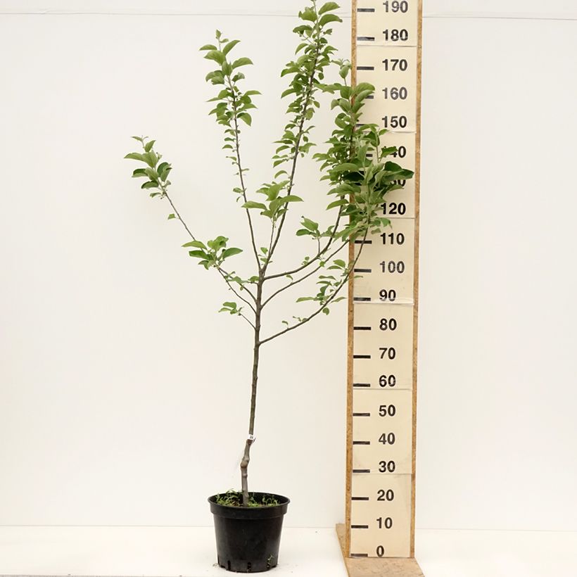 Manzano Reine des Reinettes Maceta 7,5L/10L, Copa Ejemplar entregado en la primavera