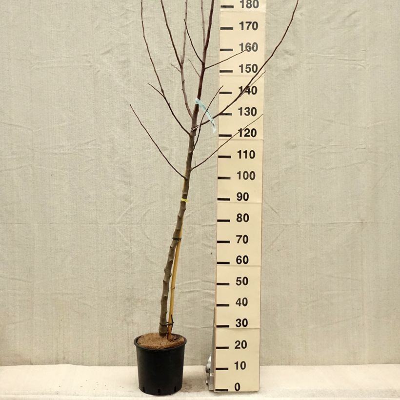 Manzano Reinette Blanche du Canada Maceta 7,5L/10L, Medio tallo Ejemplar entregado en la primavera