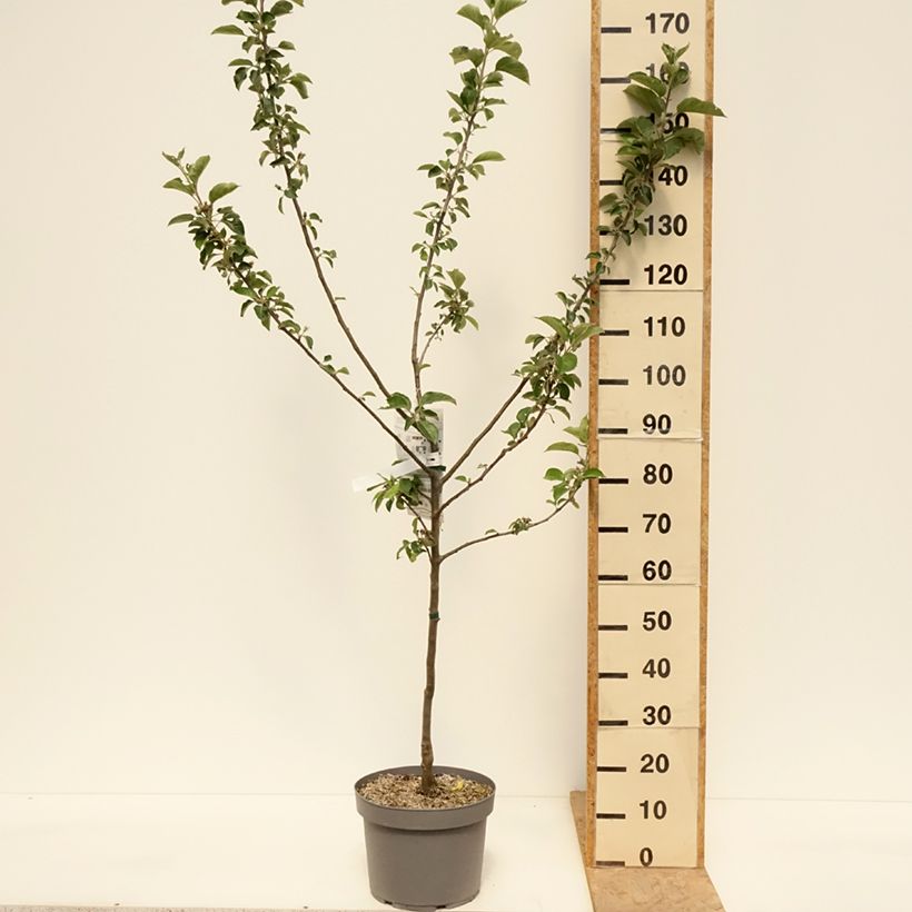 Manzano Reinette Blanche du Canada Maceta 7,5L/10L, Copa Ejemplar entregado en la primavera