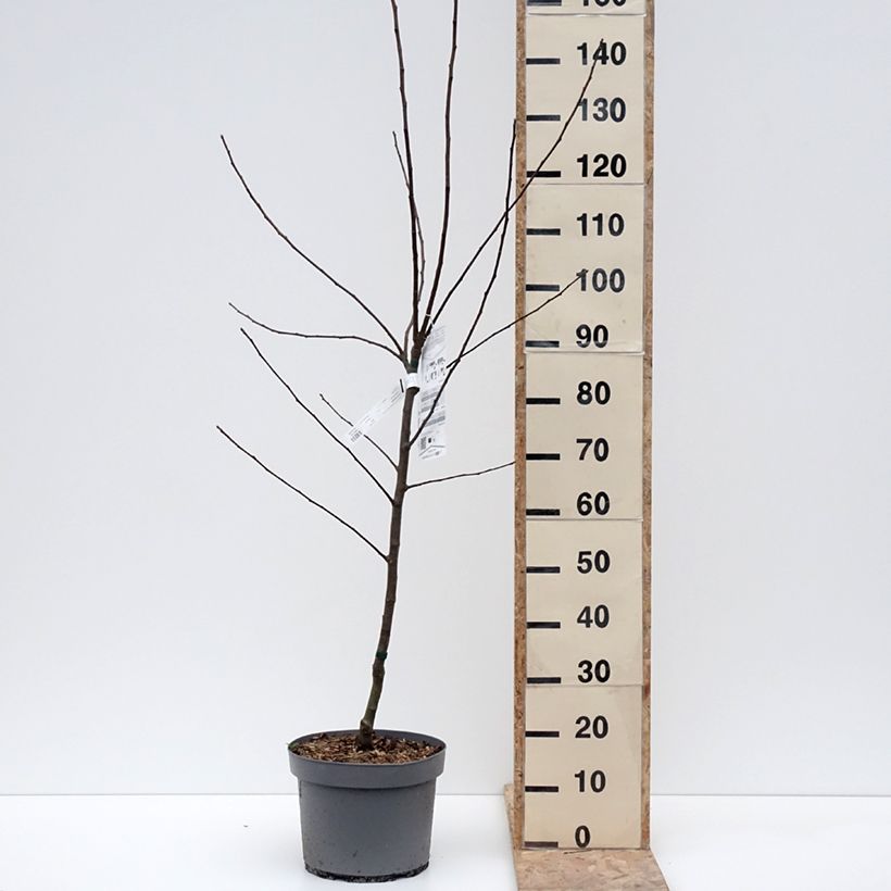 Manzano Reinette Clochard Maceta 7,5L/10L, Copa Ejemplar entregado en invierno