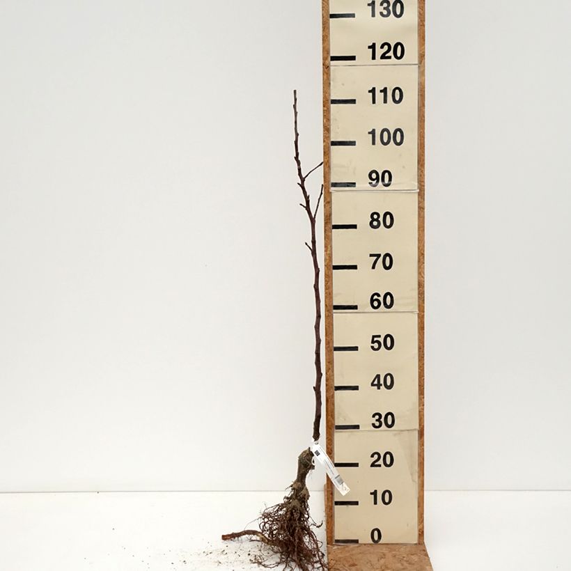 Manzano Reinette de Brive Bio Raíces desnudas, Vástago Ejemplar entregado en invierno